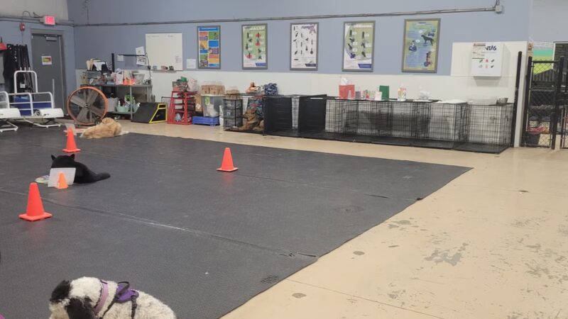 K9 Tailshakers - Frankfort, IL