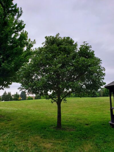 Windy Hill Park - Frankfort, IL