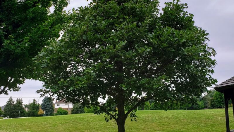 Windy Hill Park - Frankfort, IL