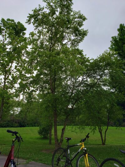Windy Hill Park - Frankfort, IL