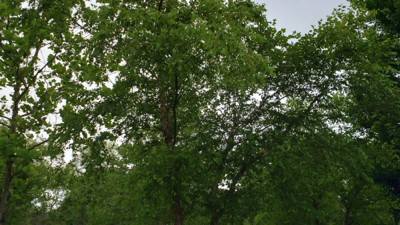 Windy Hill Park - Frankfort, IL