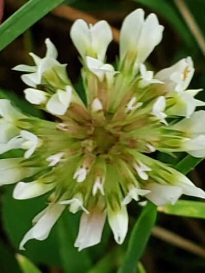 Windy Hill Park - Frankfort, IL