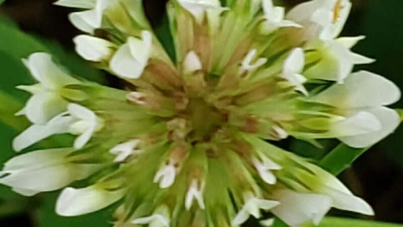 Windy Hill Park - Frankfort, IL