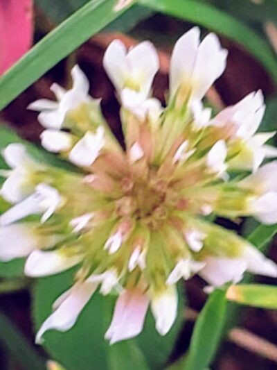 Windy Hill Park - Frankfort, IL