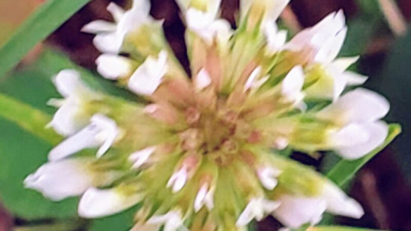 Windy Hill Park - Frankfort, IL