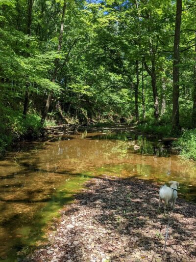 Conservation Area - Franklin Park, NJ