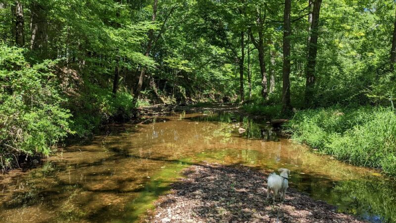 Conservation Area - Franklin Park, NJ