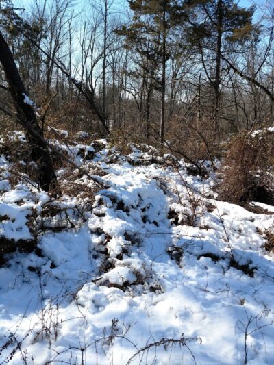 Conservation Area - Franklin Park, NJ