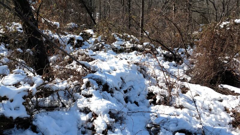 Conservation Area - Franklin Park, NJ