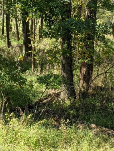 Conservation Area - Franklin Park, NJ