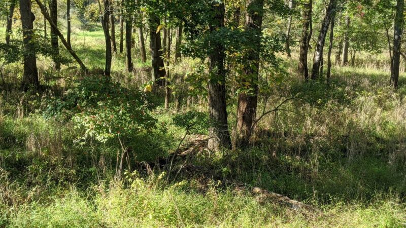 Conservation Area - Franklin Park, NJ