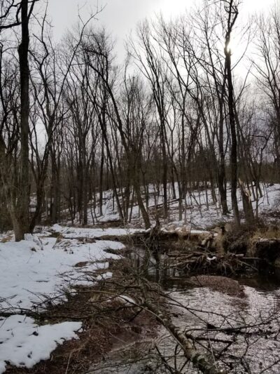 Conservation Area - Franklin Park, NJ