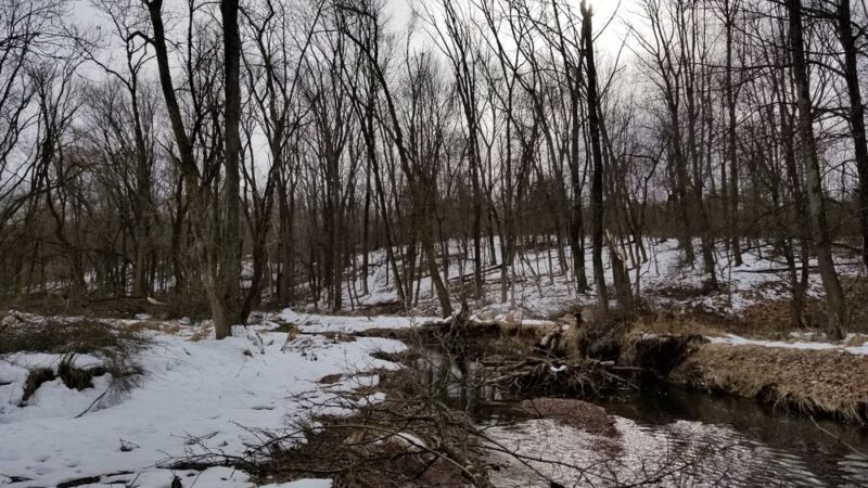 Conservation Area - Franklin Park, NJ