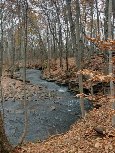 Franklin Park Natural Area - Franklin Park, NJ