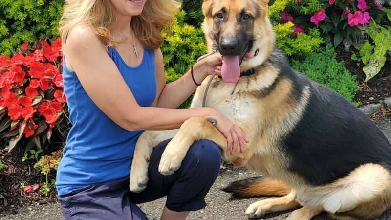 Alpha Dog K9 Training - Franklin Square, NY