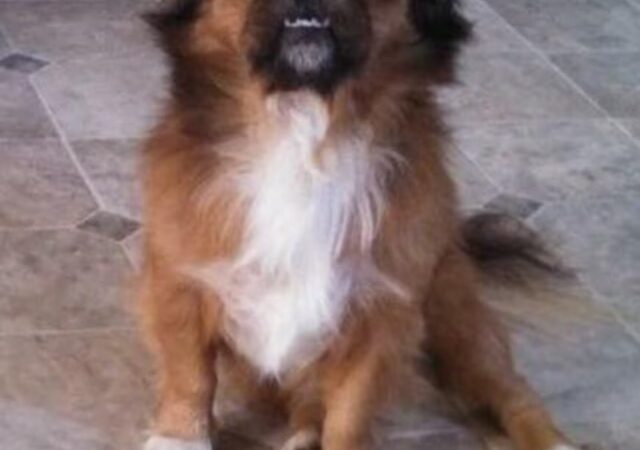 Pendleton Animal Welfare Shelter - Franklin, WV