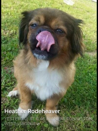 Pendleton Animal Welfare Shelter - Franklin, WV