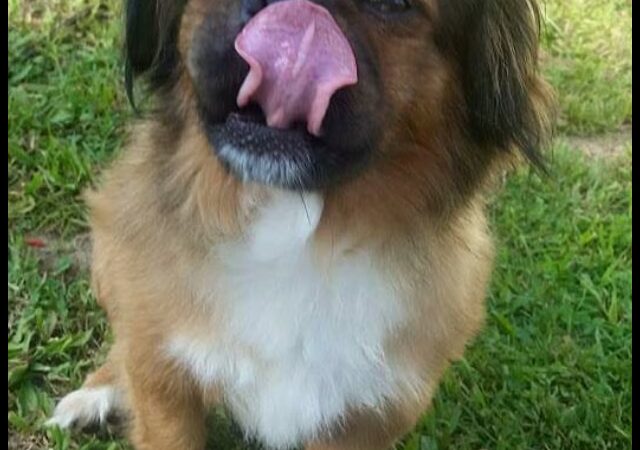 Pendleton Animal Welfare Shelter - Franklin, WV