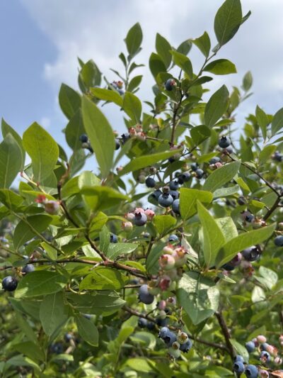 Pepper’s Blueberry Hill Farm - Franklinville, NY