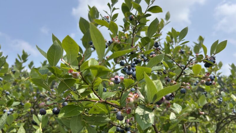Pepper’s Blueberry Hill Farm - Franklinville, NY