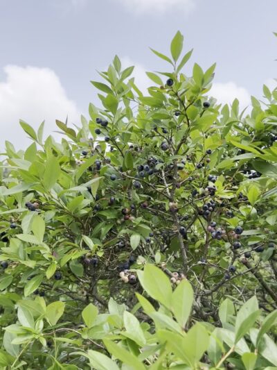 Pepper’s Blueberry Hill Farm - Franklinville, NY