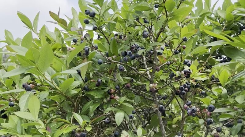 Pepper’s Blueberry Hill Farm - Franklinville, NY