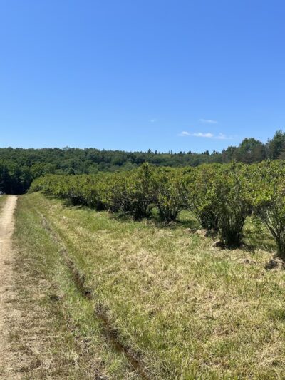 Pepper’s Blueberry Hill Farm - Franklinville, NY