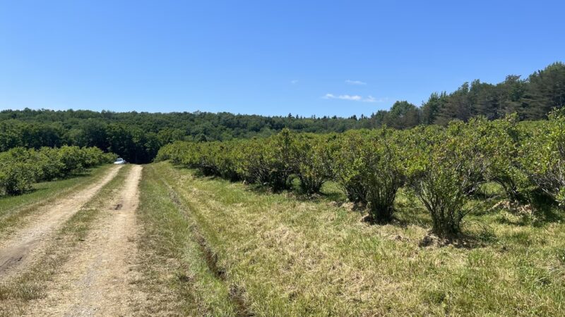 Pepper’s Blueberry Hill Farm - Franklinville, NY