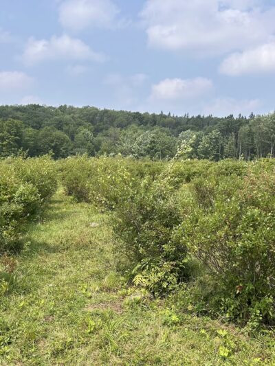 Pepper’s Blueberry Hill Farm - Franklinville, NY