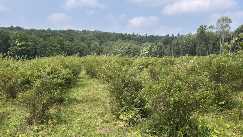 Pepper’s Blueberry Hill Farm - Franklinville, NY