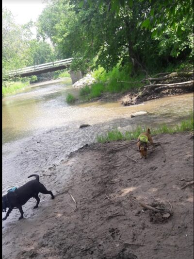 Caledonia Dog Park, dog Beach 2 - Franksville, WI