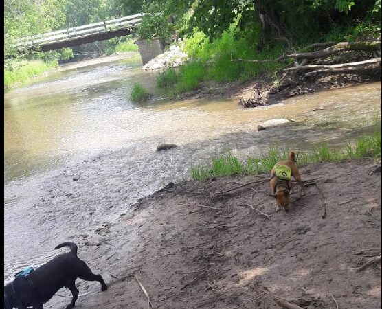 Caledonia Dog Park, dog Beach 2 - Franksville, WI