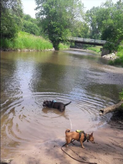 Caledonia Dog Park, dog Beach 2 - Franksville, WI
