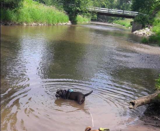 Caledonia Dog Park, dog Beach 2 - Franksville, WI