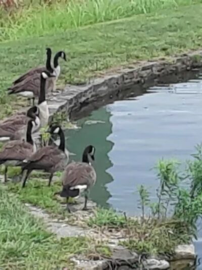 Carroll Creek Park - Frederick, MD
