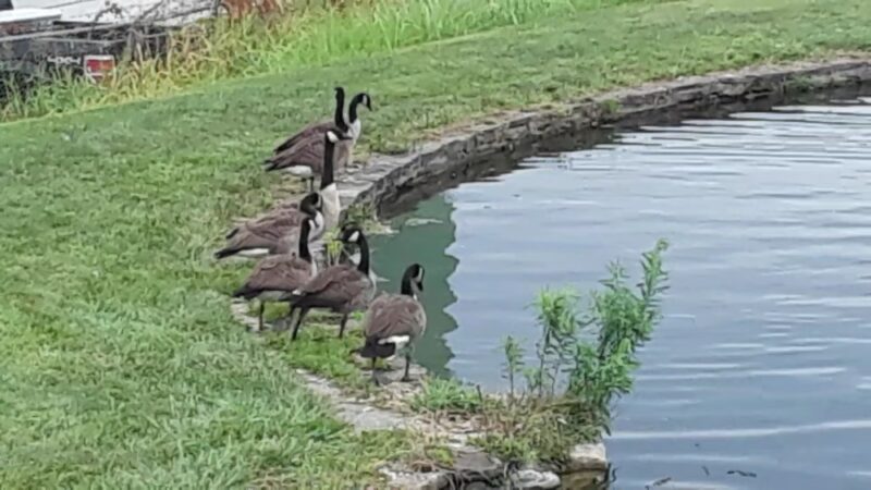 Carroll Creek Park - Frederick, MD