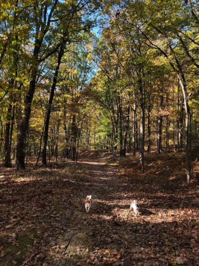 Gambrill State Park "Trailhead" - Frederick, MD