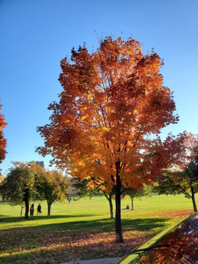Skater's Shelter Baker Park - Frederick, MD