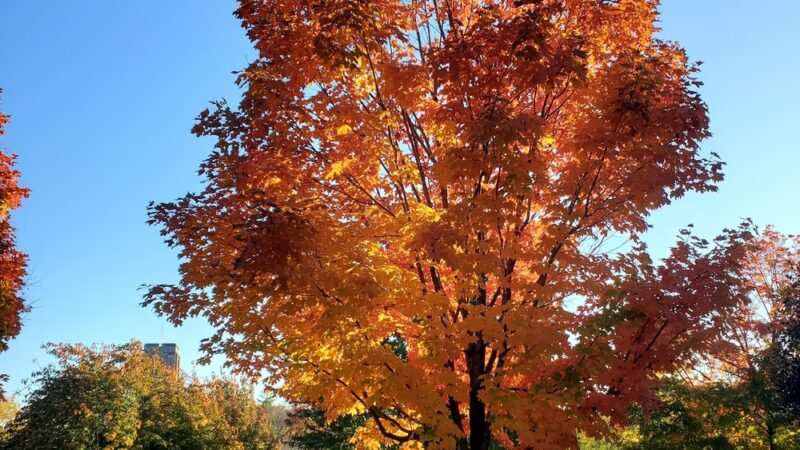 Skater's Shelter Baker Park - Frederick, MD