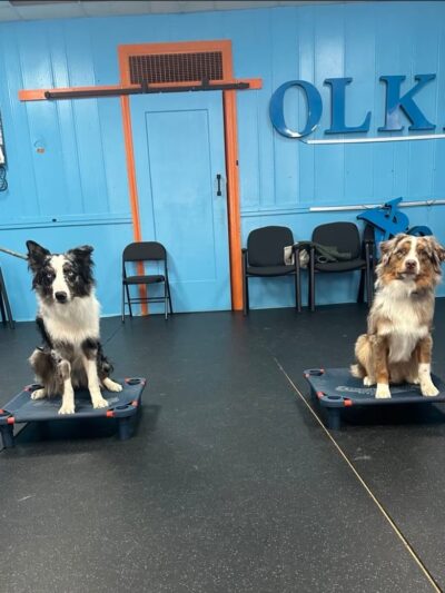 Off Leash K9 Training, Fredericksburg - Fredericksburg, VA