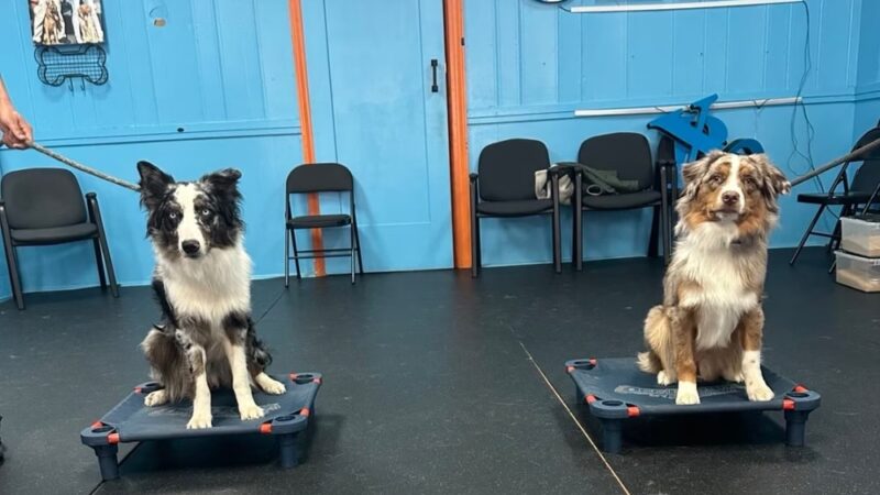 Off Leash K9 Training, Fredericksburg - Fredericksburg, VA