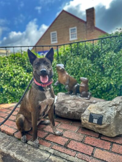 Off Leash K9 Training, Fredericksburg - Fredericksburg, VA