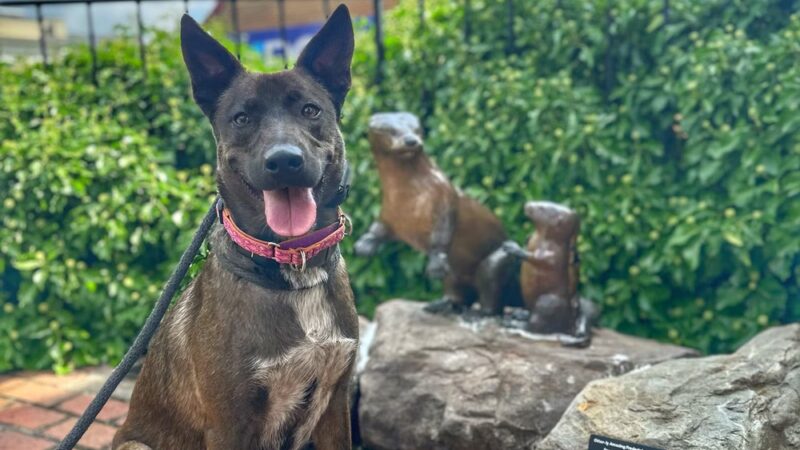 Off Leash K9 Training, Fredericksburg - Fredericksburg, VA