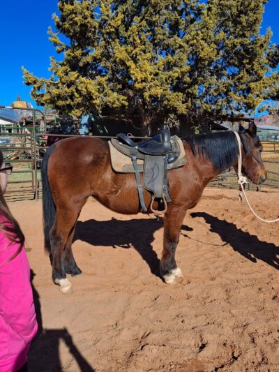 Happy Horse & Dog Pet Resort - Fredonia, AZ