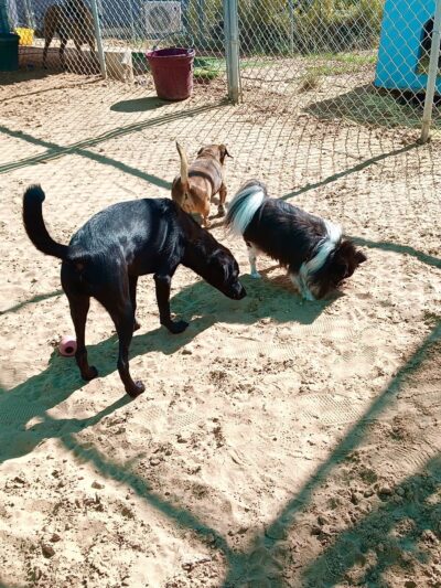 Happy Horse & Dog Pet Resort - Fredonia, AZ