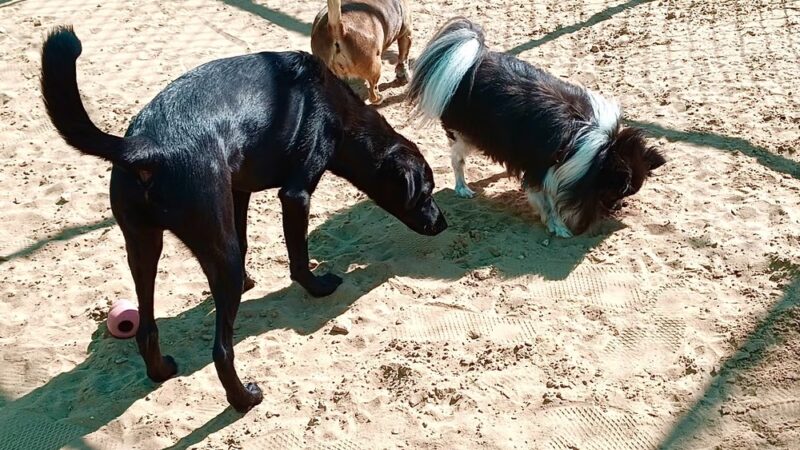 Happy Horse & Dog Pet Resort - Fredonia, AZ