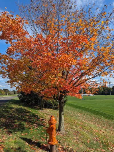 Opatut Park West - Freehold, NJ