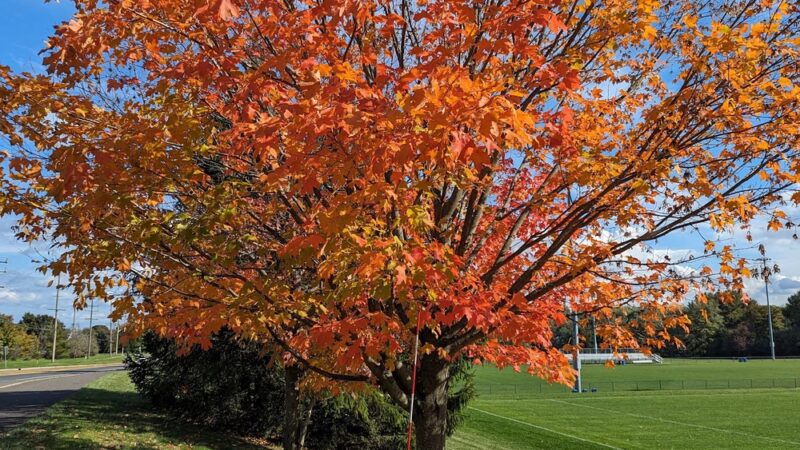 Opatut Park West - Freehold, NJ