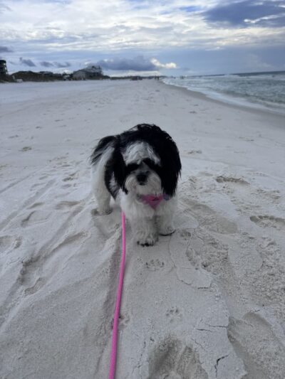 Animal Academy of the Emerald Coast - Freeport, FL