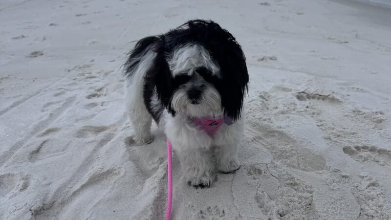 Animal Academy of the Emerald Coast - Freeport, FL